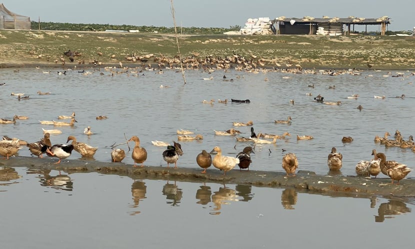 হাওরের দেশি হাঁসের স্বাদ বেশি কেন?