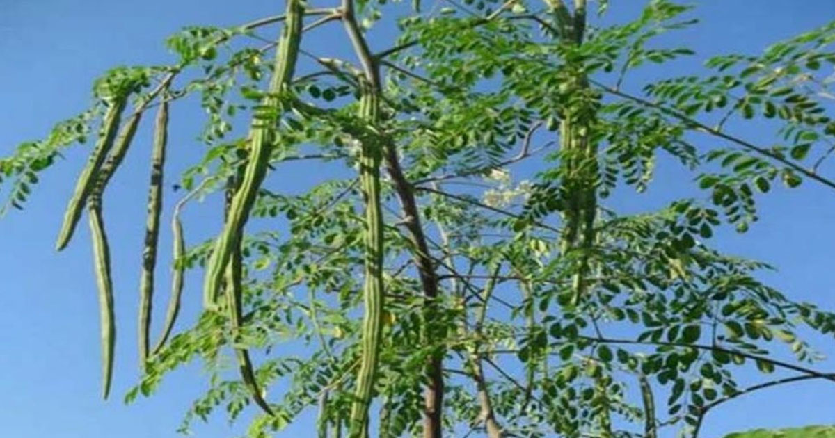 সজনের যত উপকারিতা