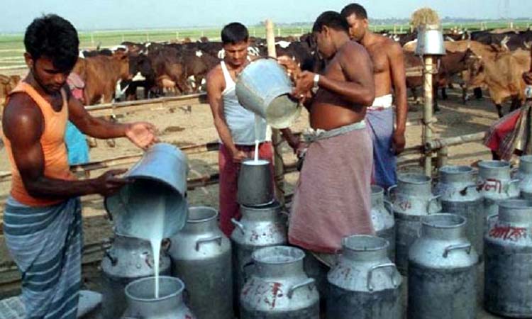 দুধ ও দুগ্ধজাত পণ্যের সব দেখবে ডেইরি উন্নয়ন বোর্ড