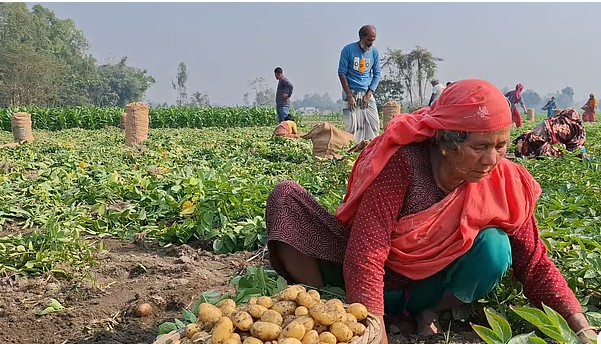 অধিক চাষে বিপুল উদ্বৃত্ত, লোকসানে কৃষক
